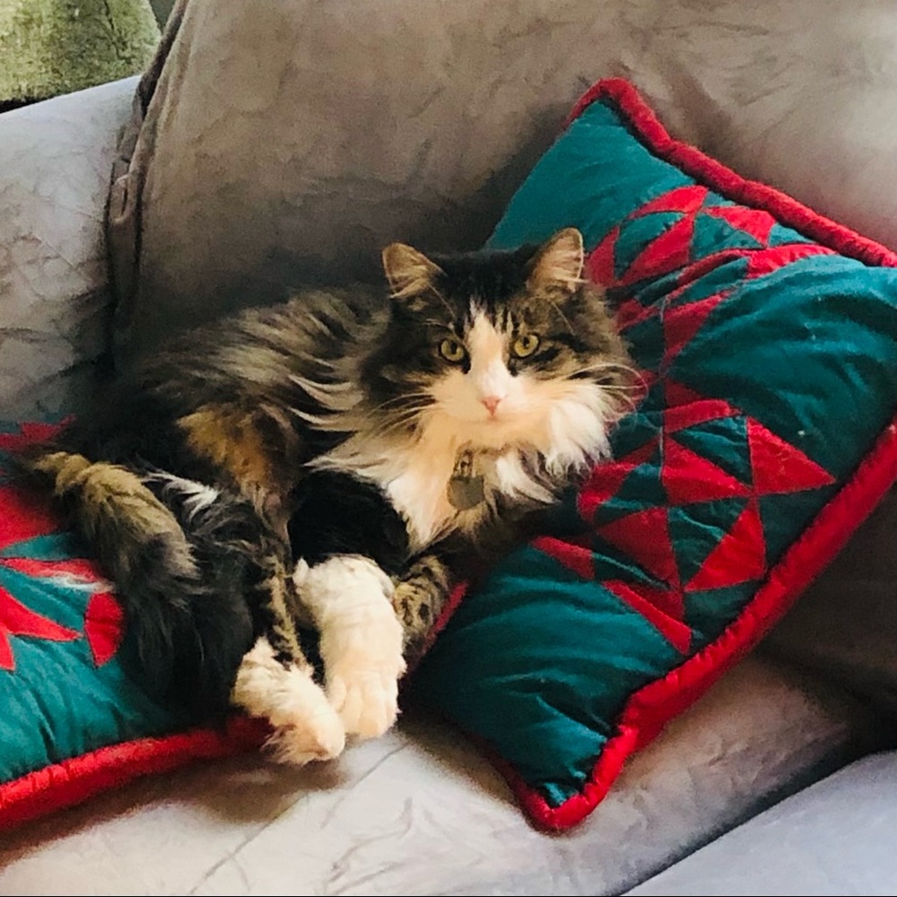 Meet your Posher, Donna